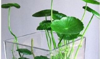 有什么植物可以释放氧气又吸甲醛,可以放房间里的求大神指点 什么植物吸甲醛